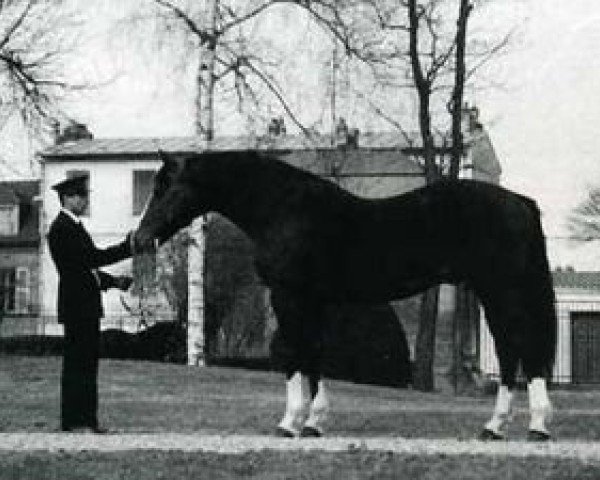 stallion Husaby (Selle Français, 1976, from Cold Slipper xx)