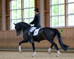 Dressurpferd Coal Dancer (Oldenburger, 2015, von Coal Diamond)