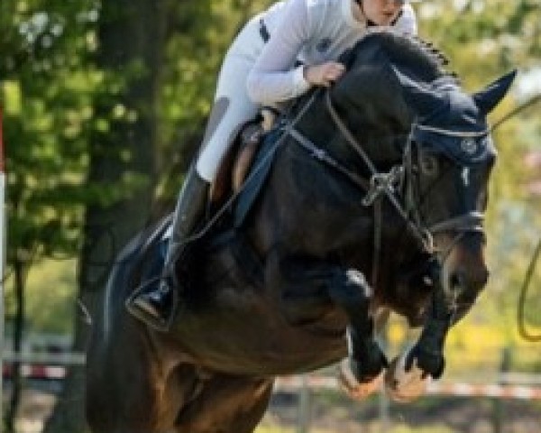 Springpferd Dele 6 (Deutsches Sportpferd, 2019, von Dallas VDL Z)