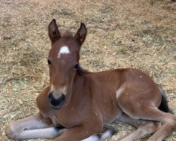 horse Poplars Wren (New-Forest-Pony, 2020, from Wicked Courtjester)