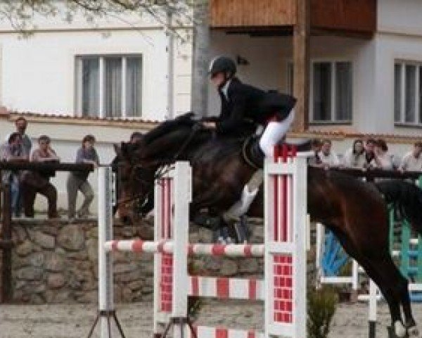 broodmare Farelli (Westphalian, 1995, from Farcetto)