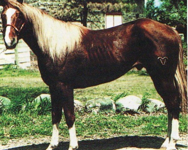 horse Little Peppyscribbles (Paint Horse, 1997, from Scribbles)