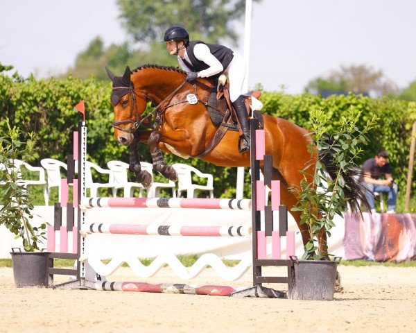 jumper Albatroz (Zangersheide riding horse, 2020, from Asca Z)