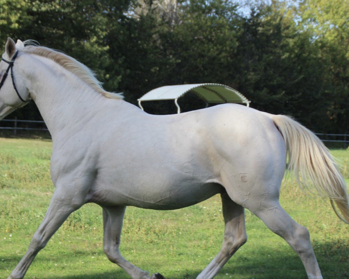 stallion Merlin (Czech Warmblood, 2009, from Mistral)
