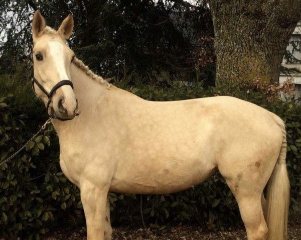 broodmare Blue Lily de Jarsay Z (Zangersheide riding horse, 2013, from Merlin)