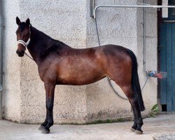 jumper Catwalk Lady 3 (Holsteiner, 2015, from Catoo)