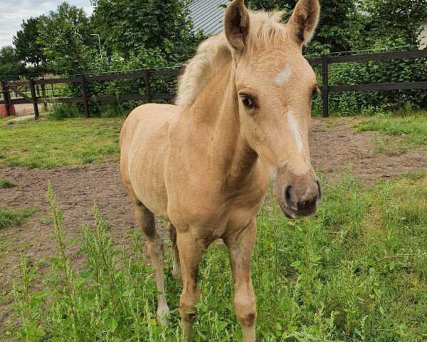 horse Kantje's Pearl (New Forest Pony, 2020, from Borgerhof's Orion)