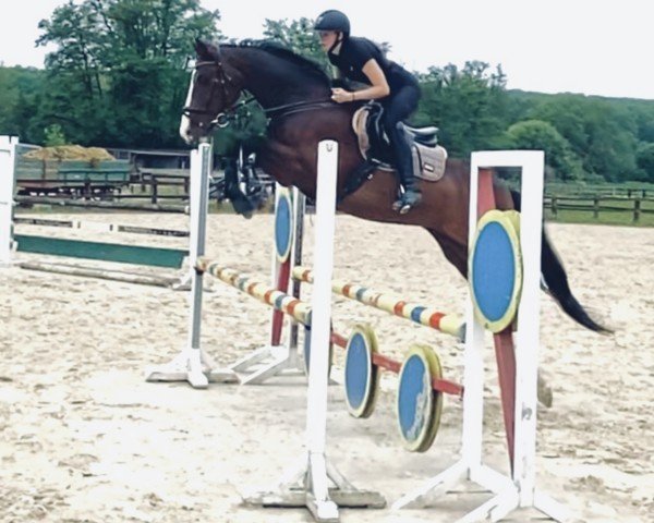 jumper Couleur Rochee Z (KWPN (Royal Dutch Sporthorse), 2005, from Couleur Rubin)
