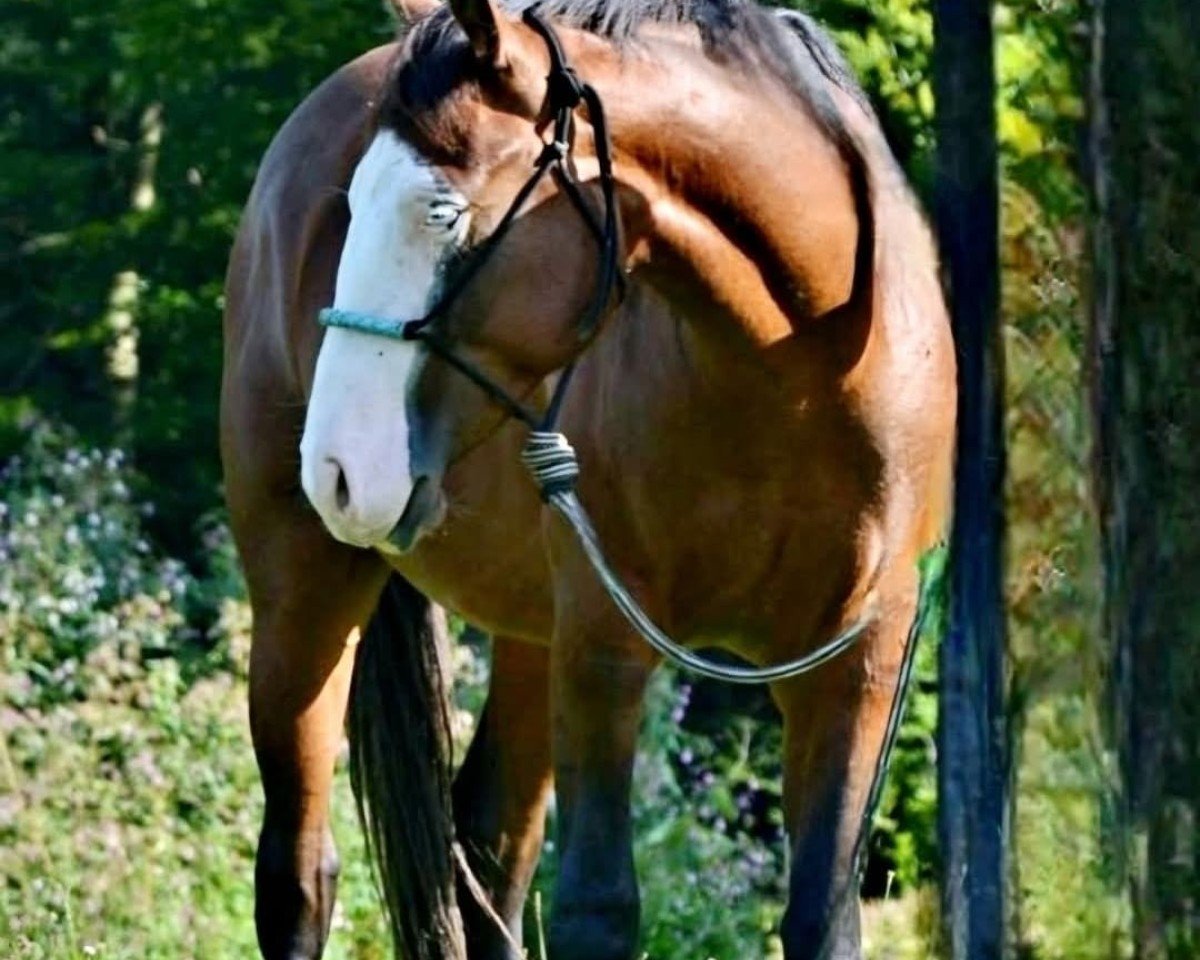 horse Flashy Gotta Gun NM (Quarter Horse, 2022)