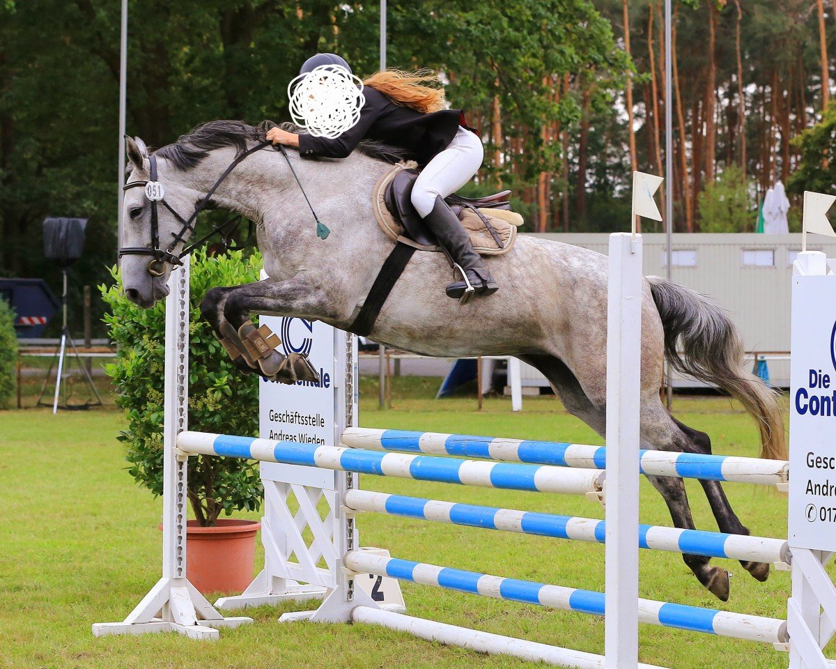 broodmare Chiquette (German Sport Horse, 2015, from Quality Boy)