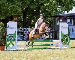 Deckhengst Mannix (Welsh Pony (Sek.B), 2008, von Samorens Mark)