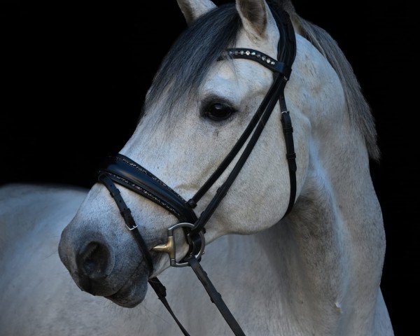 jumper Caballo Blanco (Holsteiner, 2012, from Clinton I)