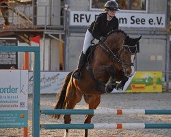 Springpferd Eco Dos Grous (Cruzado-Portugues, 2009, von Zenite de Grous)