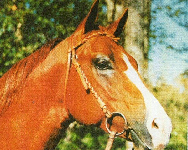 horse Friday Night Dude (Quarter Horse, 1990, from Docs Rocky Top)