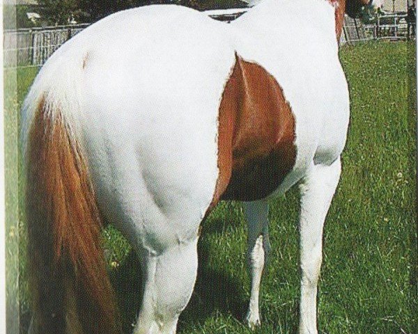 horse Millfields Pawnee (Paint Horse, 2000, from Kiblers Avalanc)