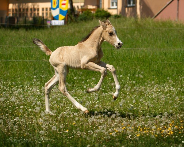 foal by HLT C'est l'unique (German Riding Pony, 2025, from Assenmachers C'est Spéciale)