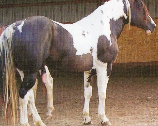 horse Pecas Pepsi (Paint Horse,  , from Pepsi Coco)