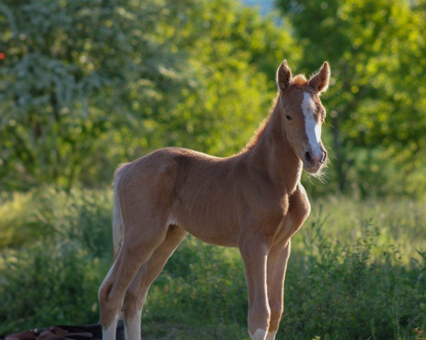 foal by Nobelle de Coeur (German Riding Pony, 2025, from LH Nonplusultra DW)