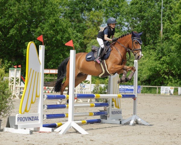 Springpferd Speedy 473 (New-Forest-Pony, 2009, von Berghof's Higgledy Piggledy)