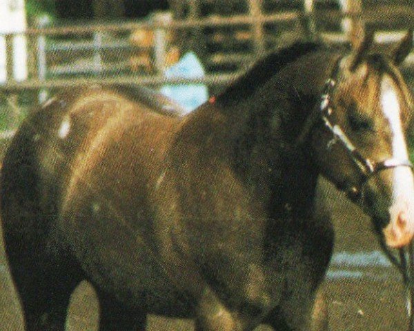 horse CL Special Ascender (Quarter Horse, 1991, from Special Trick)