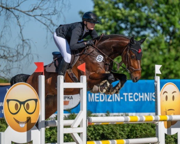jumper Andiamo UK (Westphalian, 2018, from A La Carte NRW)