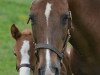 Zuchtstute Jacodi's Bo's Bonnie (New-Forest-Pony,  , von Merrie Moscan)