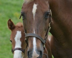 broodmare Jacodi's Bo's Bonnie (New Forest Pony,  , from Merrie Moscan)