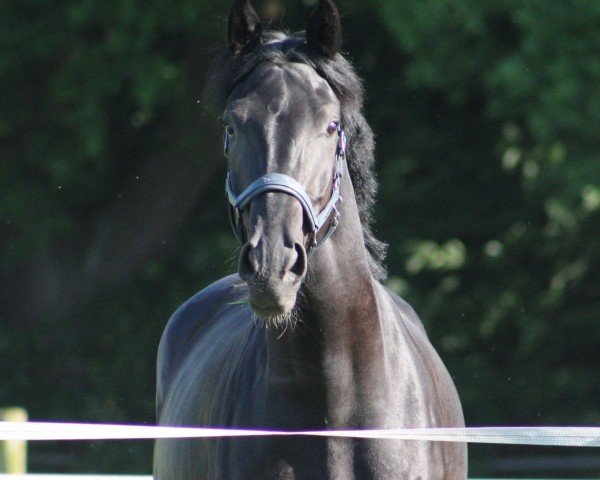 dressage horse Tacorino (Oldenburg, 2021, from Kingston Jz)