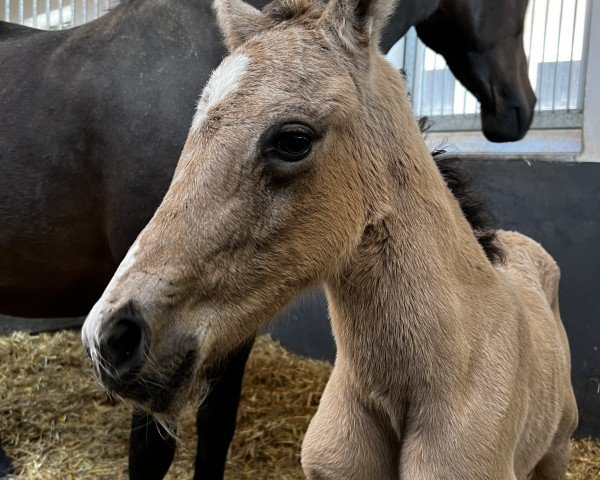 foal by Grappa Gold (German Riding Pony, 2025, from Gold Garant)