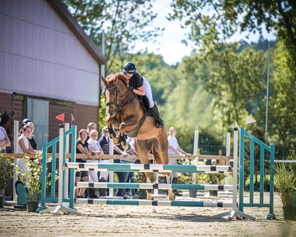 jumper Seppel W (Hanoverian, 2020, from Stolzenberg)