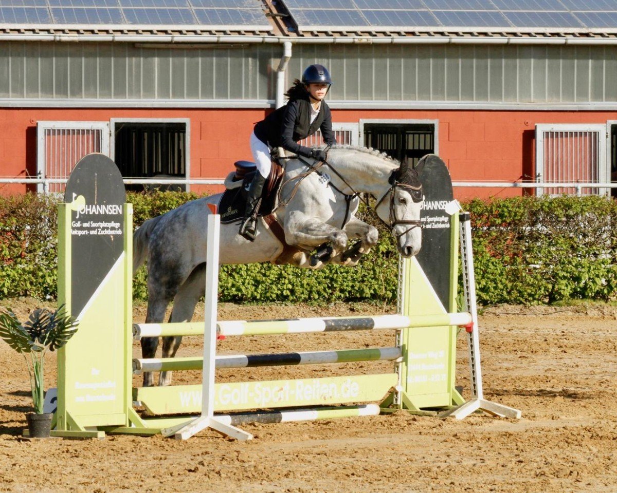 jumper Gwendolyn 64 (Hanoverian, 2019, from Gunfire PJ)
