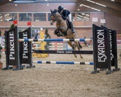 Springpferd Carlton Hill J (Deutsches Reitpony, 2013, von Champion de Leon J)