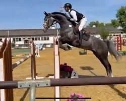 jumper Can - O (Zangersheide riding horse, 2018)