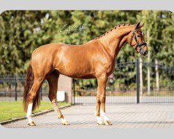 jumper Kind of magic (KWPN (Royal Dutch Sporthorse), 2015, from Florestan II)