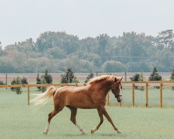 Zuchtstute Forrest Fern (New-Forest-Pony, 2016, von Forrest Flame)