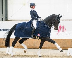 dressage horse Quartermain 4 (Hanoverian, 2008, from Quaterback)