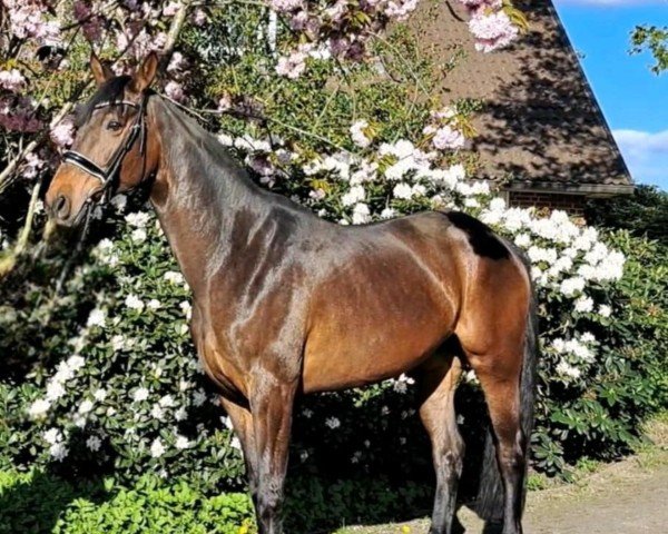 dressage horse Dark Praline CQ (Hanoverian, 2018, from Don Darius)
