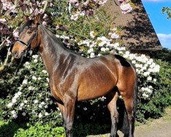 dressage horse Dark Praline CQ (Hanoverian, 2018, from Don Darius)
