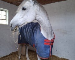 Springpferd Cisco 249 (Holsteiner, 2015, von Clarcon)