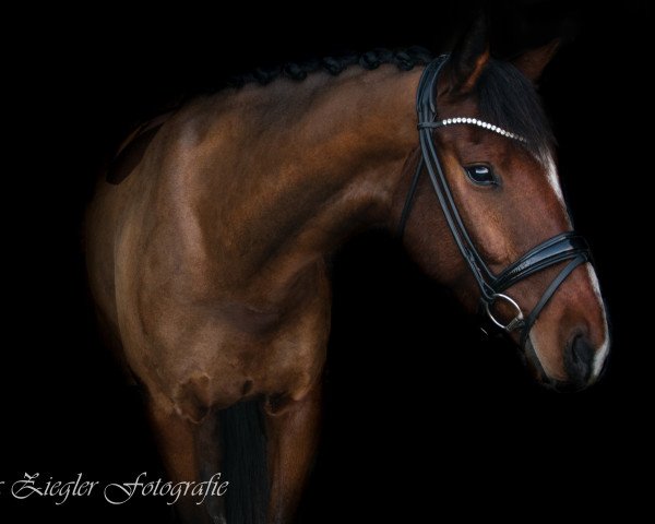 Dressurpferd Kalimero 87 (Koninklijk Warmbloed Paardenstamboek Nederland (KWPN), 2015, von Formidable 51)