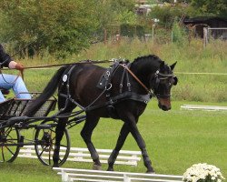 Pferd Bonsai 34 (Deutsches Reitpony, 2000, von Borneo)