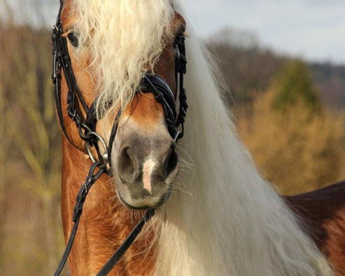 Deckhengst Amecello (Haflinger, 2009, von Amurat)