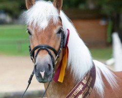 stallion Aber Hallo 44 (Haflinger, 2014, from Amecello)