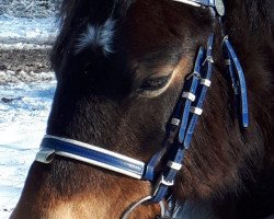 horse Shirley (Dartmoor Pony, 2005)