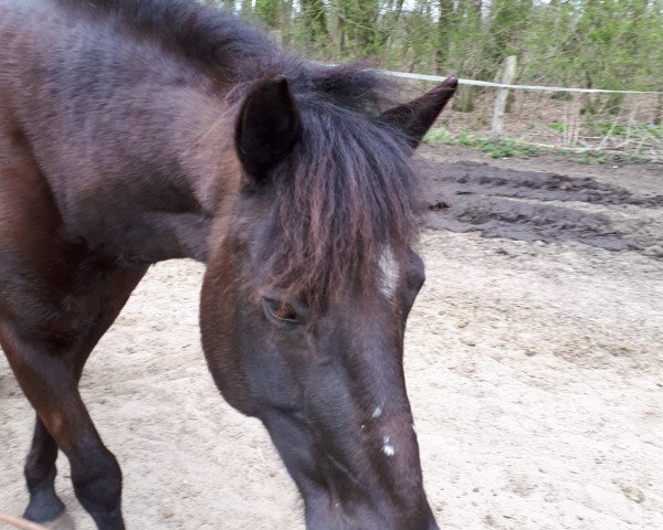 Zuchtstute Daphne (Connemara-Pony,  )