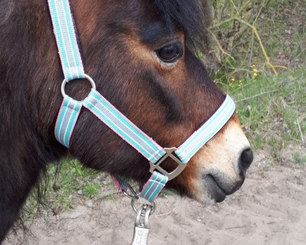 horse Skyscraper (Dartmoor Pony, 2005)