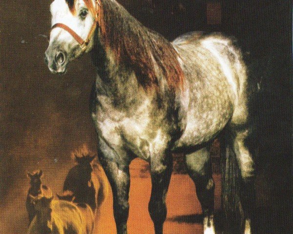 horse Cat Silver (Quarter Horse, 1997, from High Brow Cat)