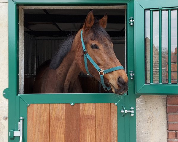 Pferd Kappa Kayleigh xx (Irish Sport Horse, 2016, von Alhebayeb xx)