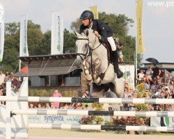 Springpferd Wibaro (Polnisches edles Halbblut, 2007, von Bajou du Rouet)
