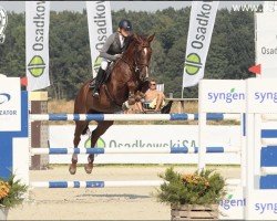 broodmare Cocaine Blue (Oldenburg show jumper, 2008, from Chacco-Blue)